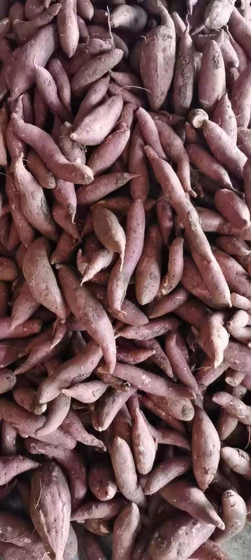 精品红薯，西瓜红万亩种植基地直销！品种多质量好！