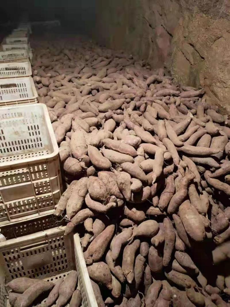 精品红薯，西瓜红万亩种植基地直销！品种多质量好！