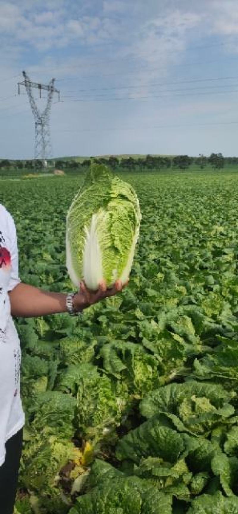 张家口坝上精品玲珑黄白菜，黄心大白菜正在热卖中