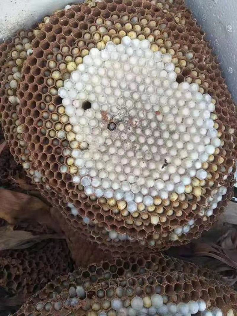 蜂蛹