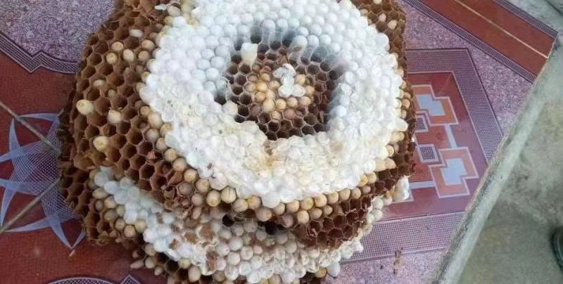 蜂蛹