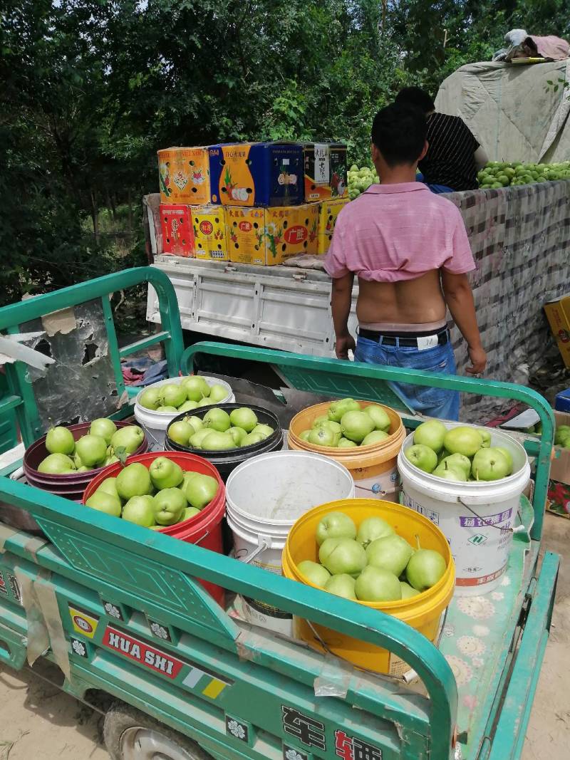 阳信早酥梨，信誉第一，诚信代办，欢迎新老客户订购。
