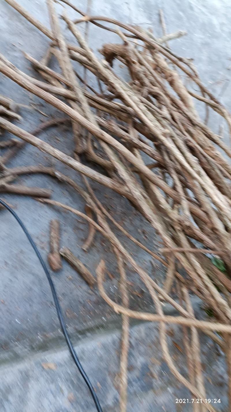 木天蓼猫磨牙零食