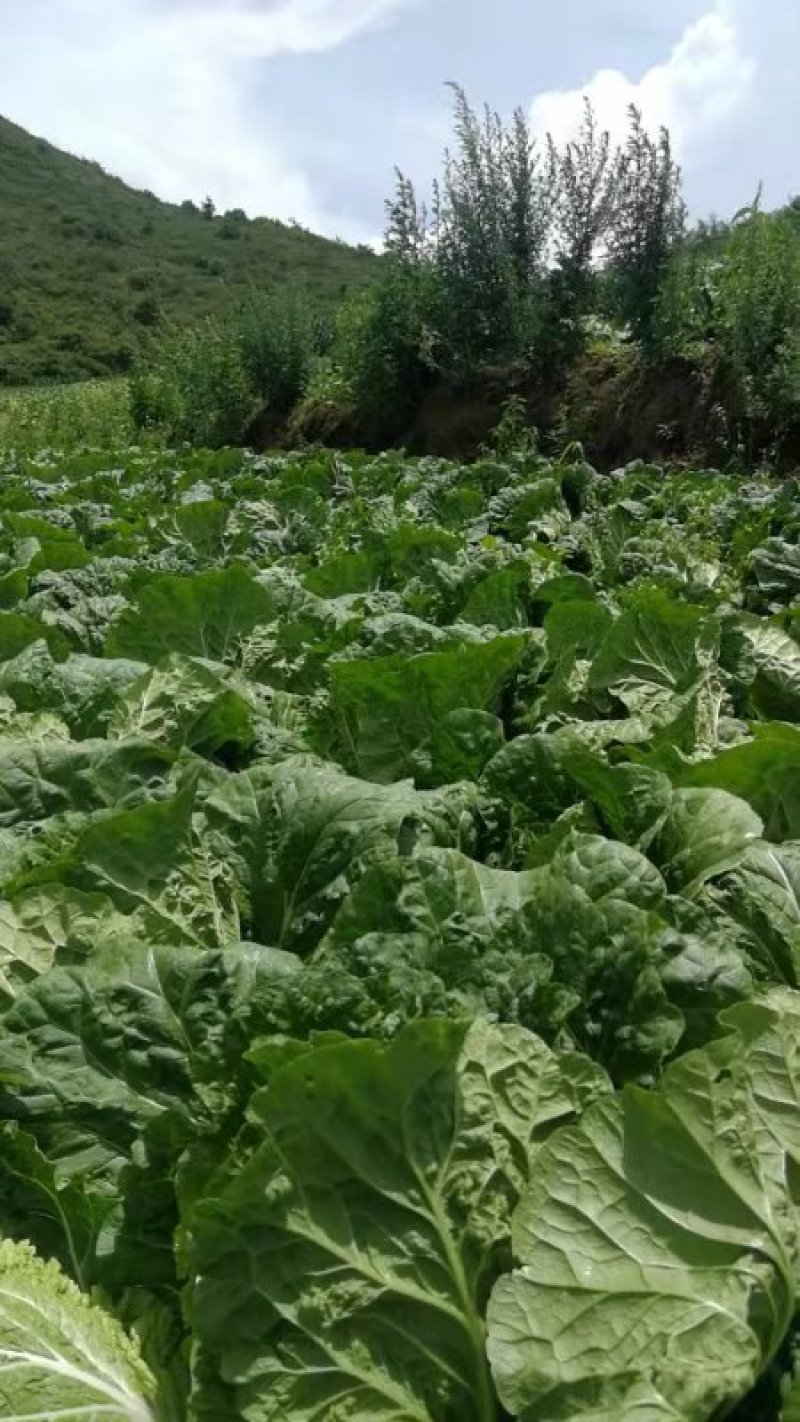 白菜高原黄心白菜黄心无虫眼无花干无伤心半净菜散装