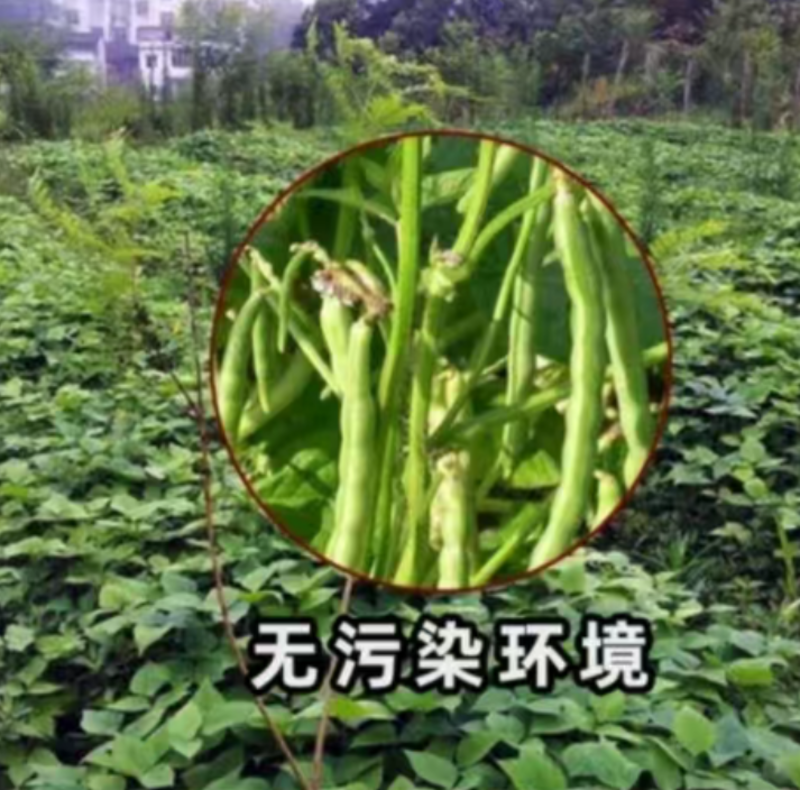 新货竹豆农家自产眉豆饭豆藤蔓小爬豆米豆江豆杂粮