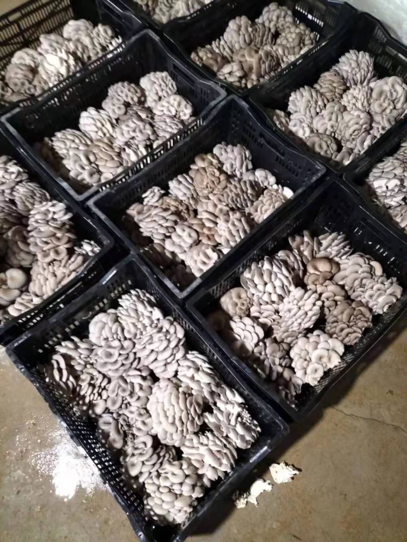 山东省临沂市郯城县胜利镇