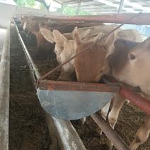 鲁西黄牛价格！桂林肉牛养殖场！免费送牛到鲁西黄牛养殖场！