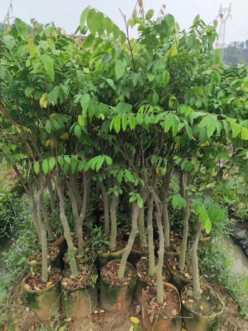 杨桃苗特大纯甜嫁接苗甜杨桃树苗地栽盆栽庭院