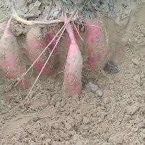 红薯：品种西瓜红，香甜可口，品质好商品好纯沙地种植，