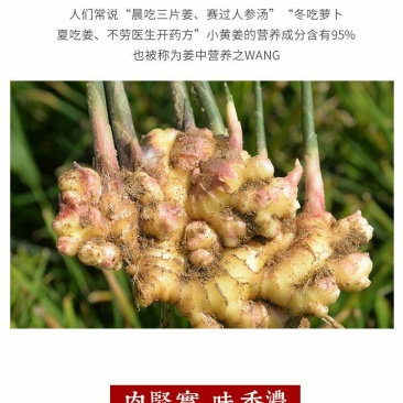 云南小黄姜(鲜品)老姜