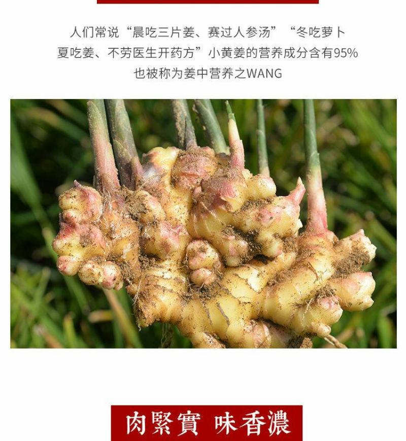 云南小黄姜(鲜品)老姜