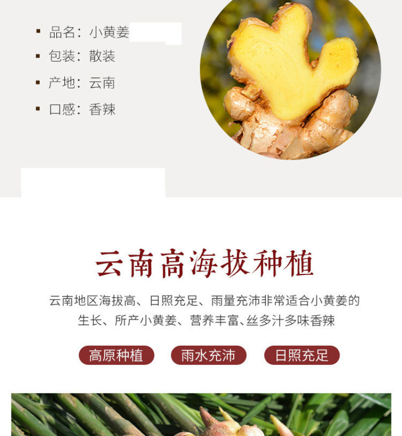 云南小黄姜(鲜品)老姜