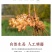 云南小黄姜(鲜品)老姜