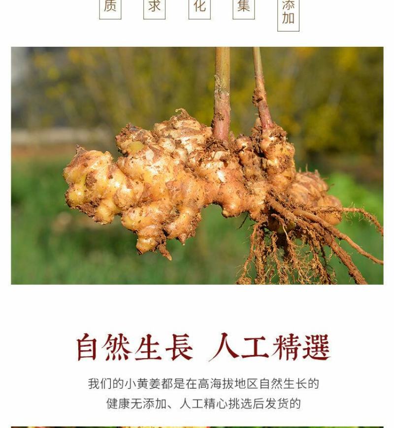 云南小黄姜(鲜品)老姜