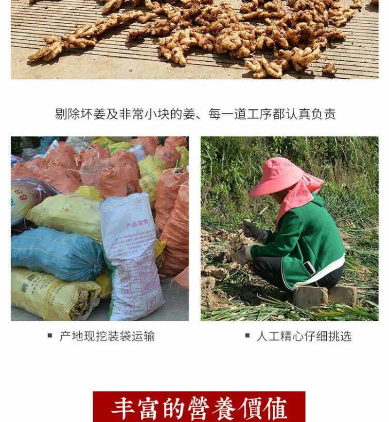 云南小黄姜(鲜品)老姜