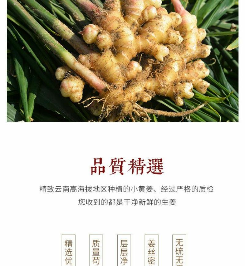 云南小黄姜(鲜品)老姜