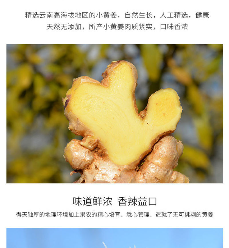 云南小黄姜(鲜品)老姜