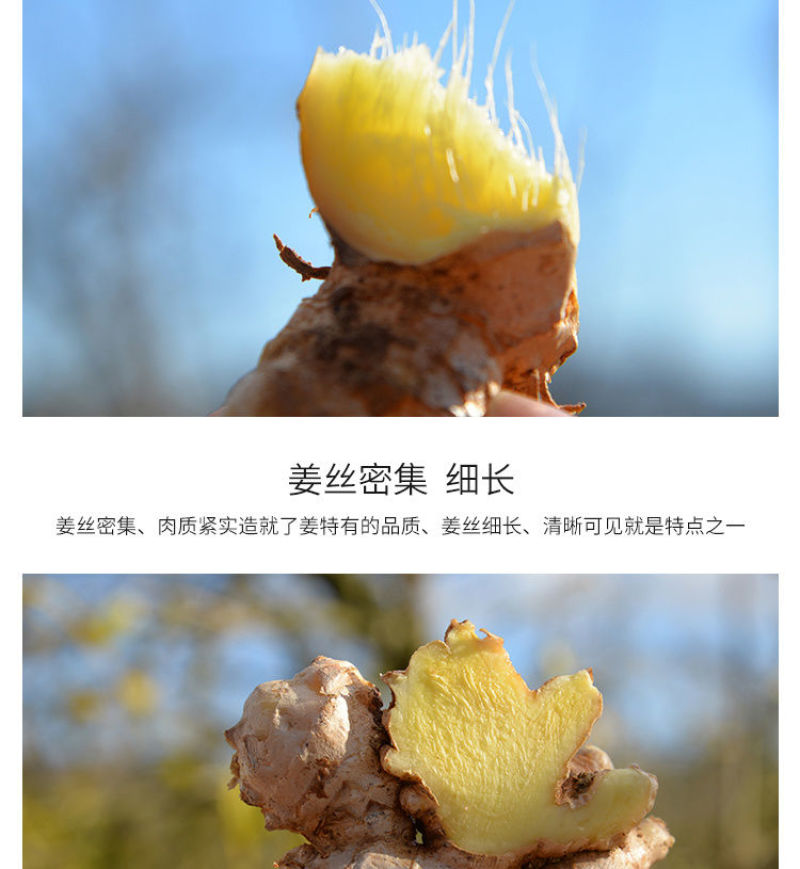 云南小黄姜(鲜品)老姜
