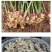 云南小黄姜(鲜品)老姜