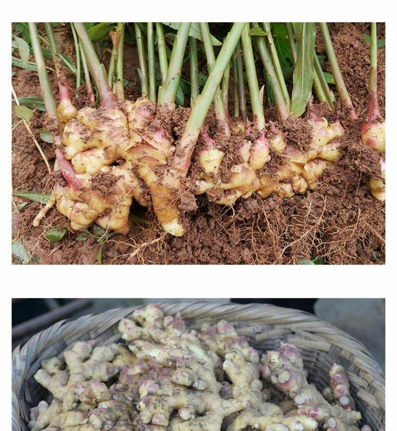 云南小黄姜(鲜品)老姜
