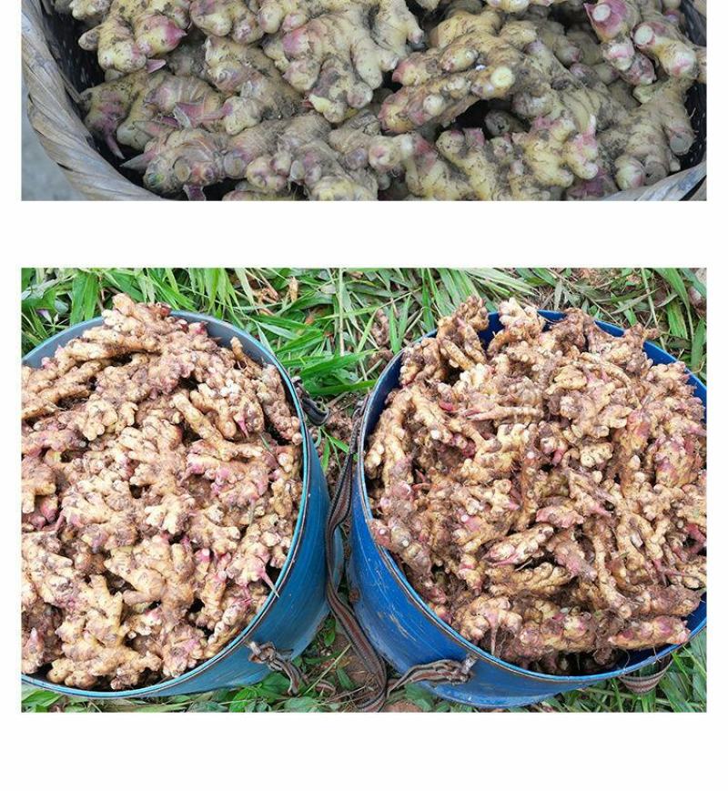 云南小黄姜(鲜品)老姜