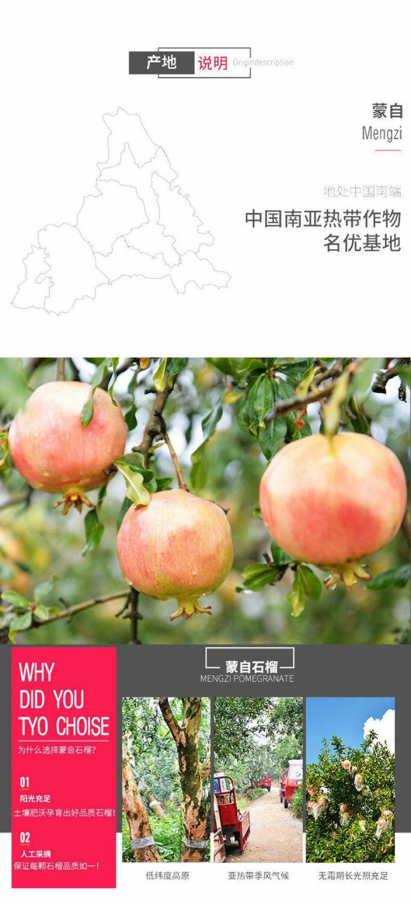 蒙自薄皮绿籽石榴