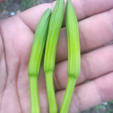 新鲜黄花菜