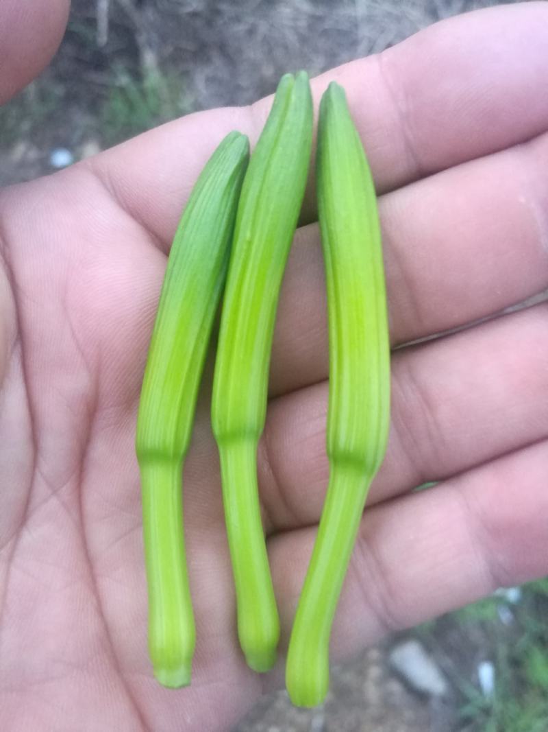 新鲜黄花菜