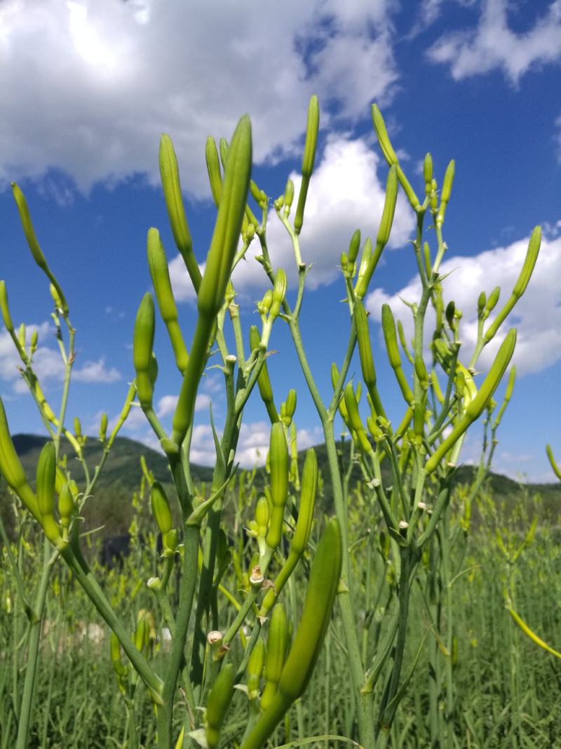 新鲜黄花菜