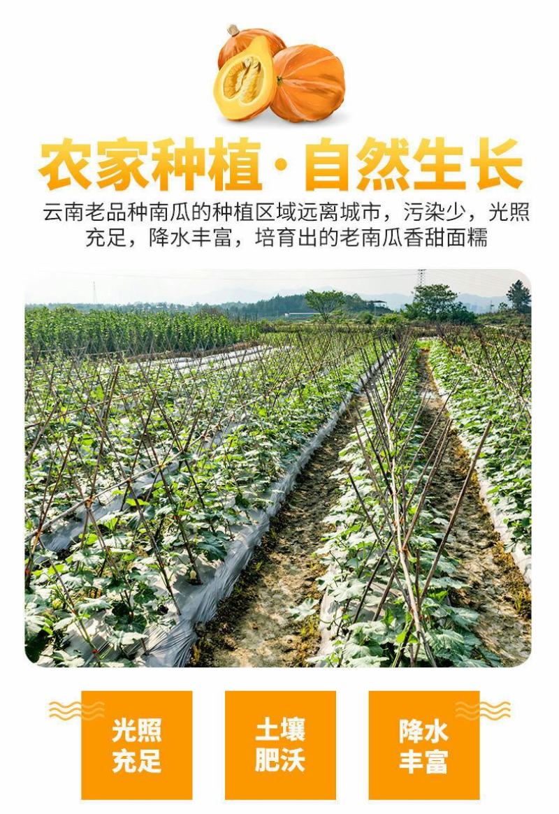 云南老南瓜