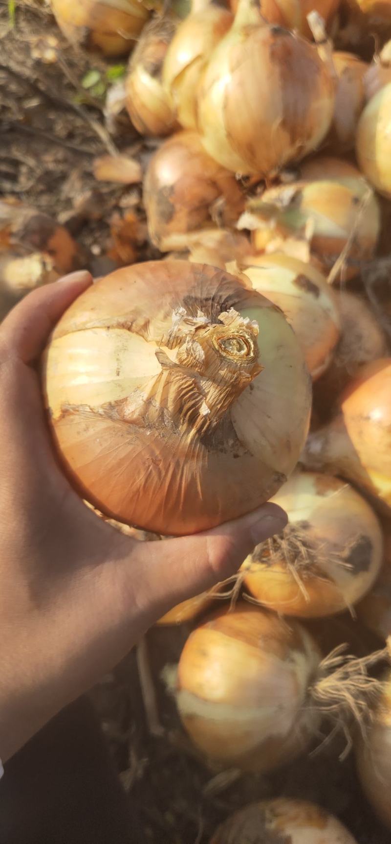 千亩黄皮洋葱出货中欢迎各地客商订购