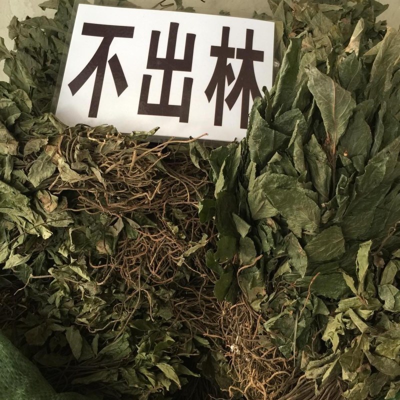 不出林中药材矮地茶野生叶底珠叶下红干品紫金牛500g