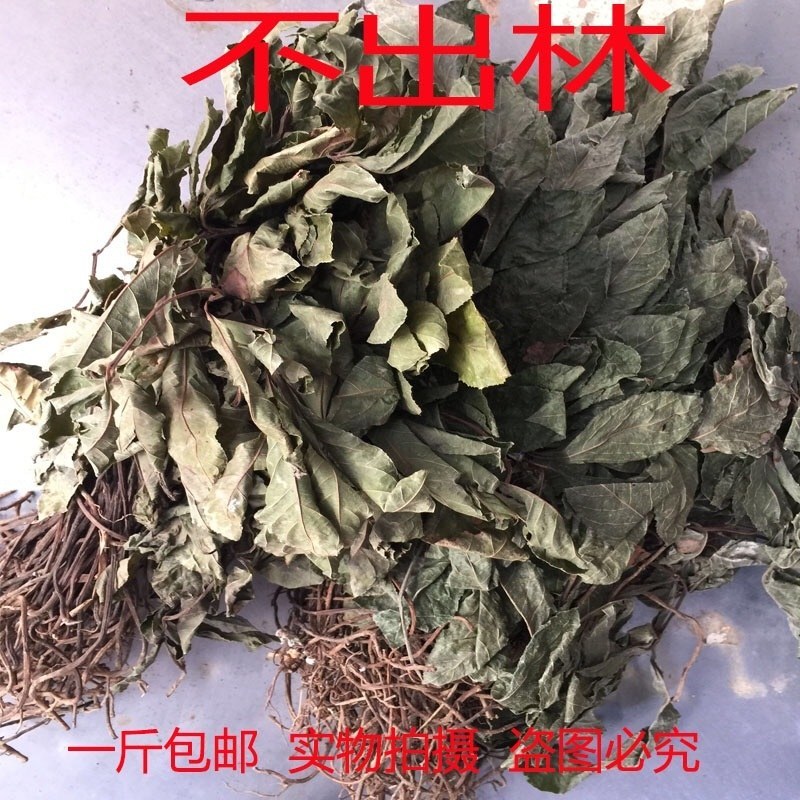 不出林中药材矮地茶野生叶底珠叶下红干品紫金牛500g