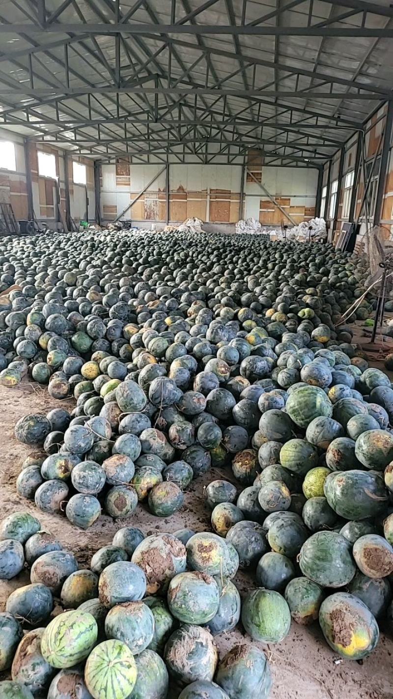 黄瓤打瓜