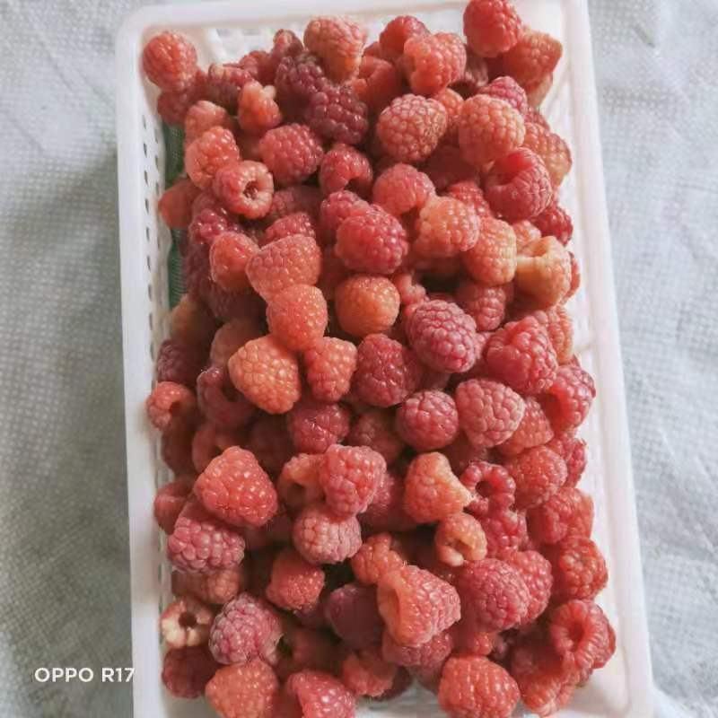 树莓冻果