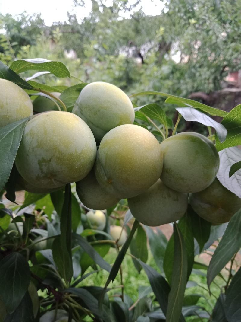 凤凰李，江安李