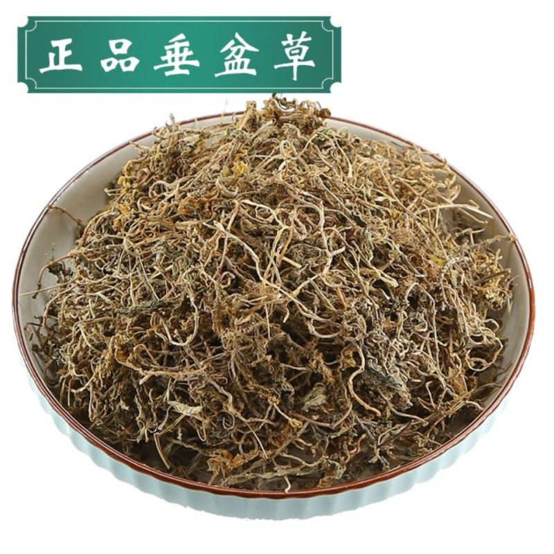 垂盆草正品野生道地中药材精选无硫中药材垂盆草、