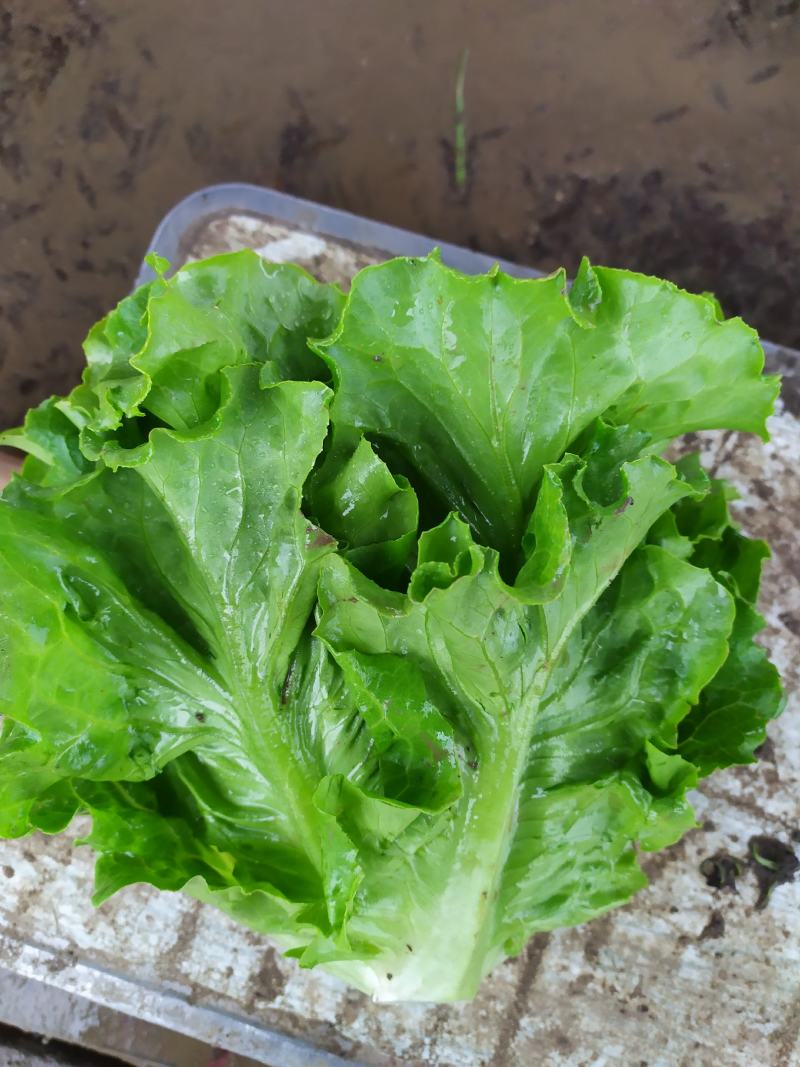 精品意大利生菜基地