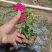 长春花(红花、粉花、紫花)基地现货生，花期四季，花带轻香