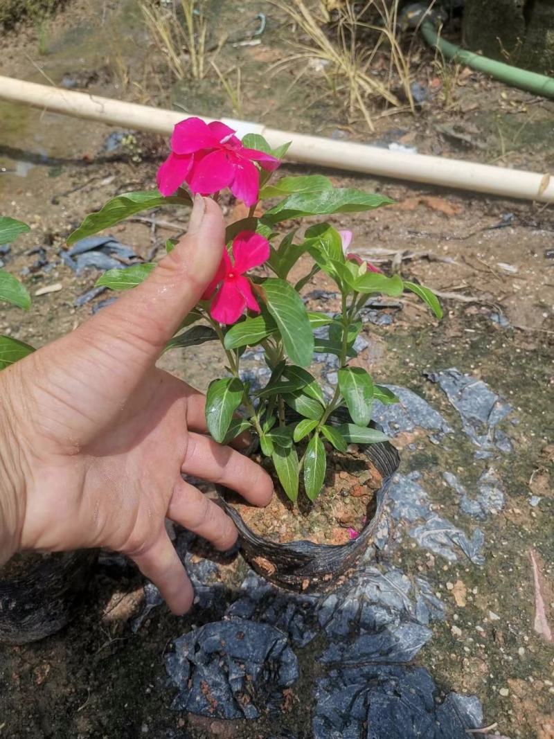 长春花(红花、粉花、紫花)基地现货生，花期四季，花带轻香