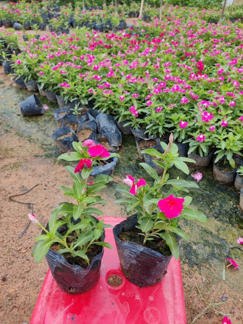 长春花(红花、粉花、紫花)基地现货生，花期四季，花带轻香