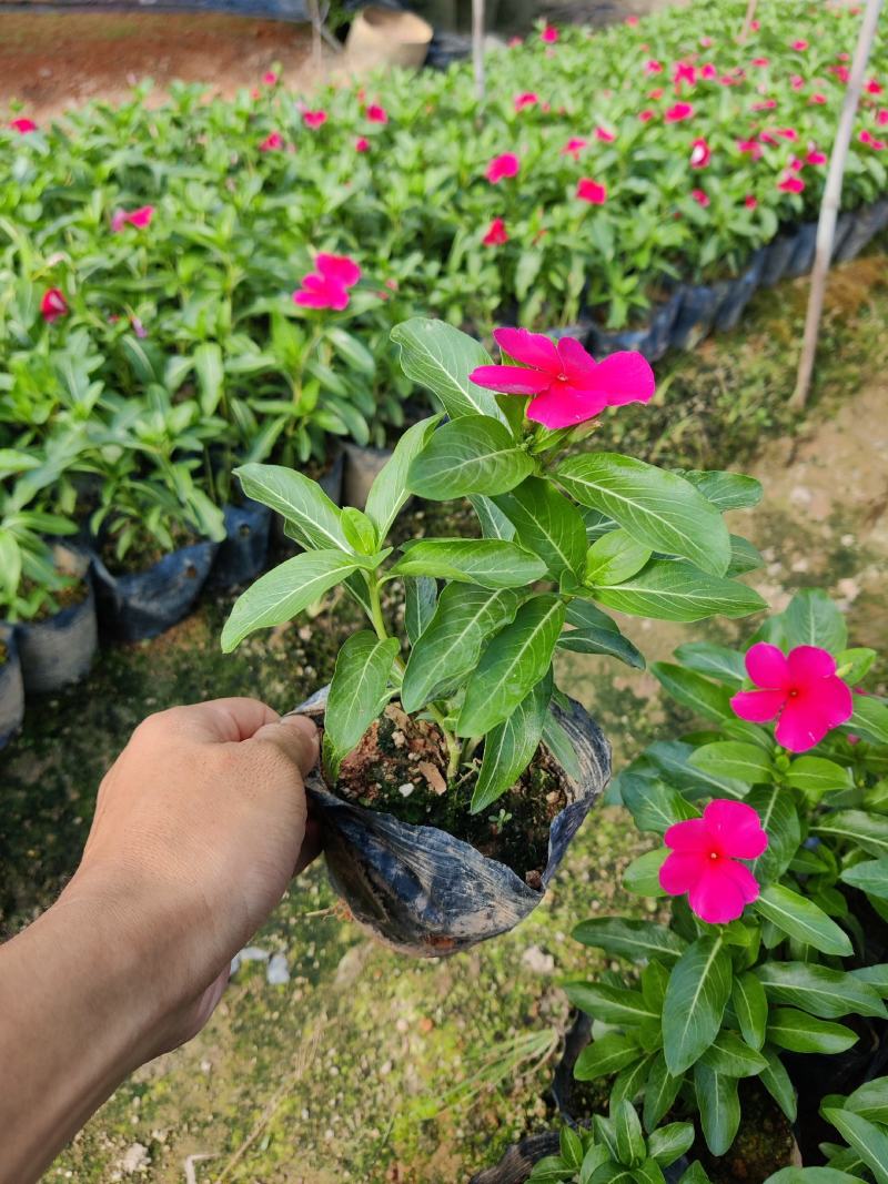 长春花(红花、粉花、紫花)基地现货生，花期四季，花带轻香