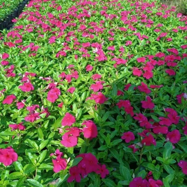 长春花(红花、粉花、紫花)基地现货生，花期四季，花带轻香