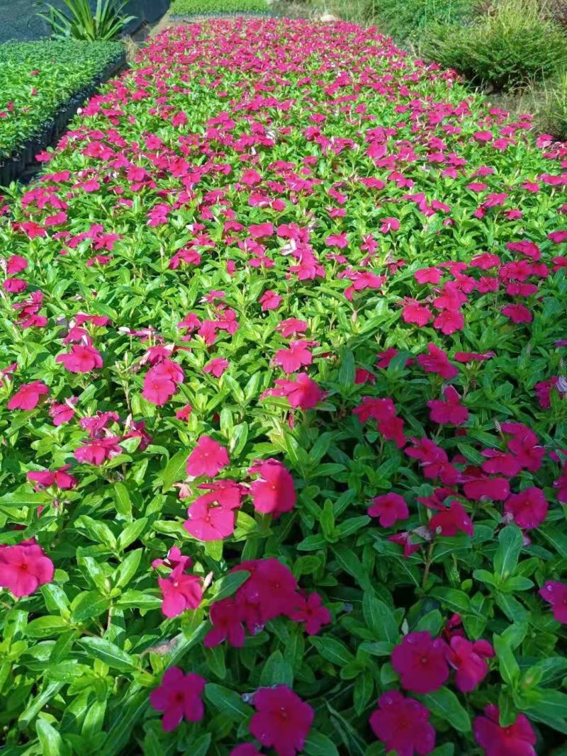 长春花(红花、粉花、紫花)基地现货生，花期四季，花带轻香
