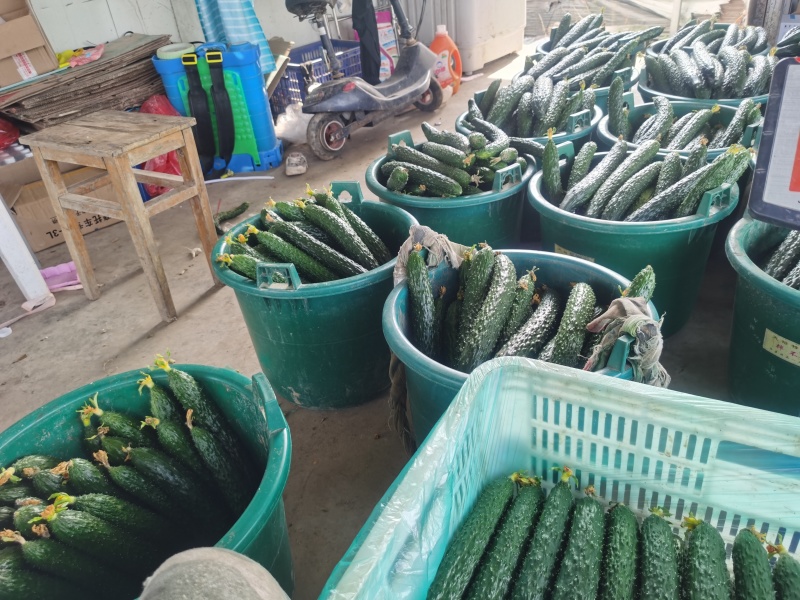 黄瓜干花带刺22~25公分精品亮条黄瓜，乌黑发亮！