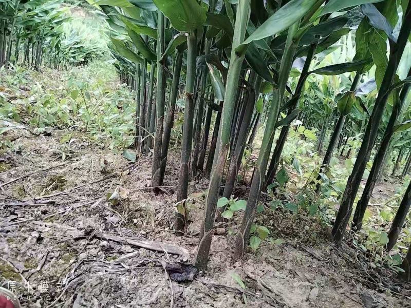 洋荷