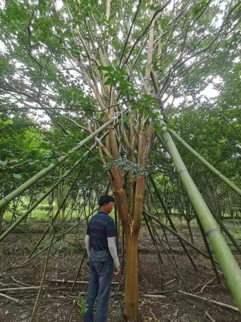 20公分老紫薇，百日红的大规模展现，各种货源的分布