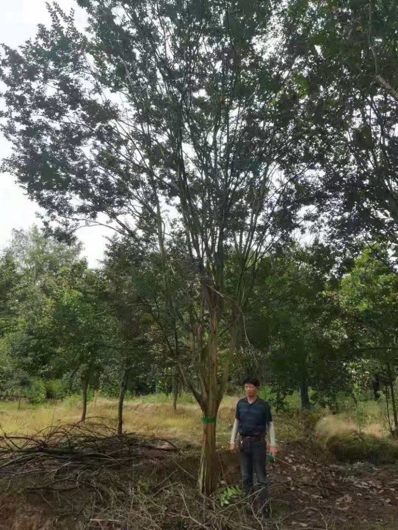 20公分老紫薇，百日红的大规模展现，各种货源的分布