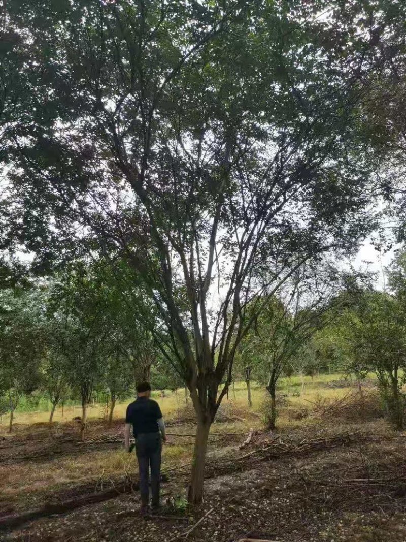 20公分老紫薇，百日红的大规模展现，各种货源的分布