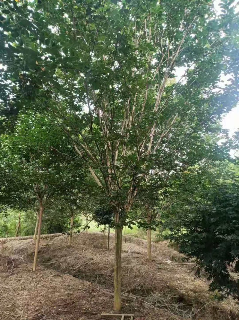20公分老紫薇，百日红的大规模展现，各种货源的分布